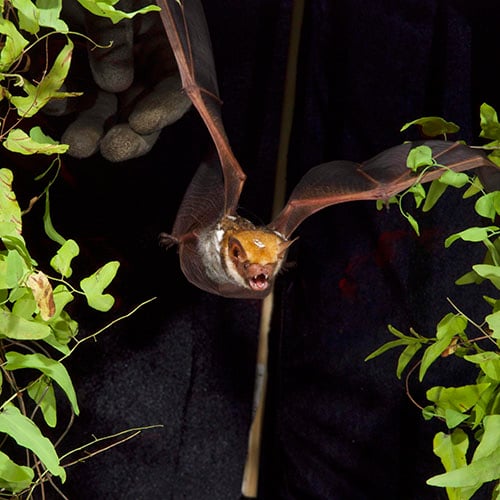 20230626_Vietnam_Bat_Flying_1_©_GGC_GDE copy-1